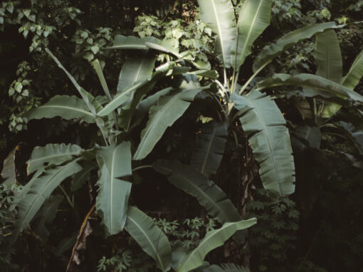 the earth retreat// gianna winter// kho phangan